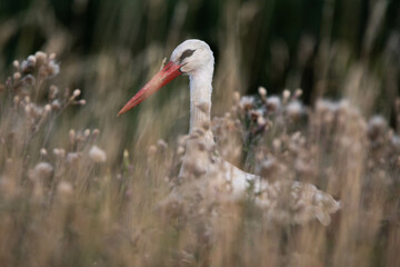 portrait of a stork walking through the high gras