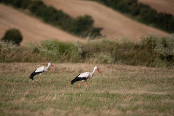 two storks walking through the high gras