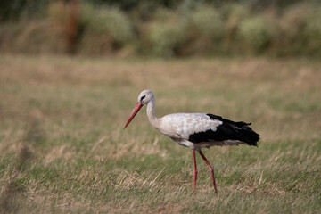 a stork walking through the high gras