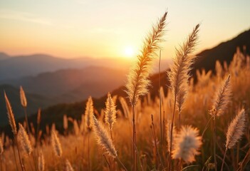 Autumnal sunset view of silver grass flowers on Mindungsan Mountain near Jeongseon South Korea. Plants with golden light over hills. Korean natural landscape with evening sunlight.