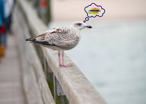 M&ouml;we mit Fischbr&ouml;tchen
