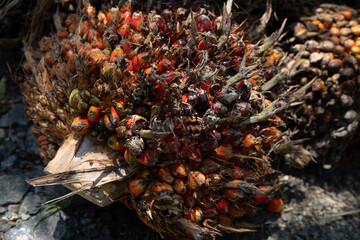 closeup of ripe palm oil fruits.