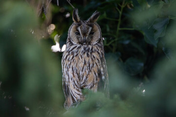 adult long-eared owl