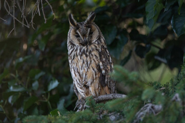 adult long-eared owl