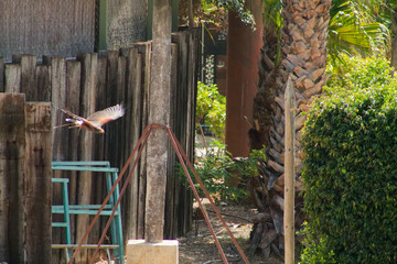Bird in Flight Near Palm Trees