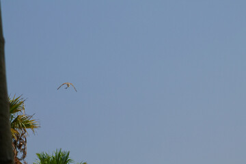 Bird Flying in Clear Blue Sky