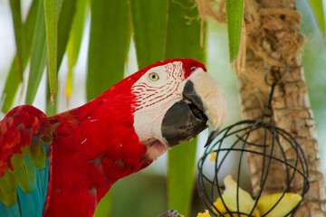 Close-up of a Colorful Macaw in Nature