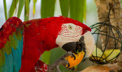 Colorful Red Macaw Parrot with Fruit