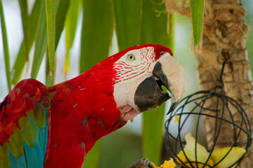 Vibrant Parrot Eating in Tropical Setting