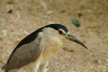 Close-up of a Black-capped Bird with Red Eyes