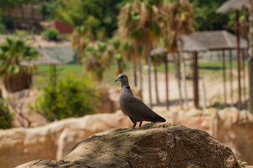 Dove Perched on Rock in Natural Setting