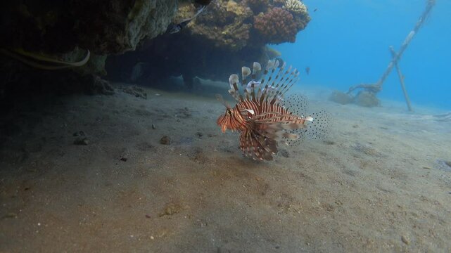 Devil firefish (Pterois miles). Common lionfish in the Red Sea. 4k stock video footage