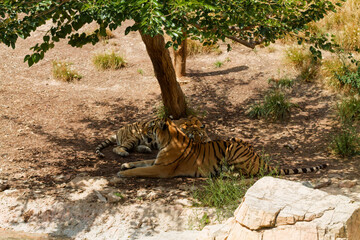 Tigers Resting Under a Tree in Natural Habitat