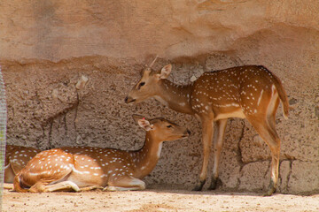 Two Spotted Deer in Natural Habitat