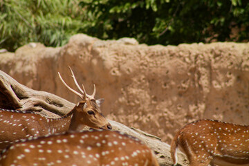 Spotted Deer in Natural Habitat