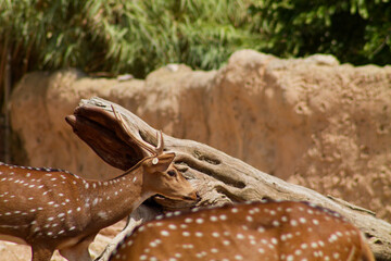 Close-Up of a Spotted Deer in Nature