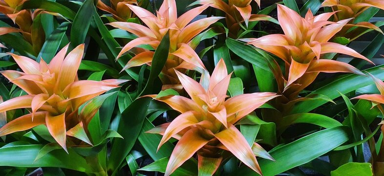 Viele orange farbene bromelien als Vollbild und Nahaufnahme