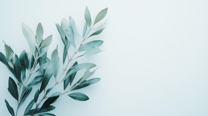 Fototapeta premium An isolated branch of fresh olive leaves rests on a white backdrop. 