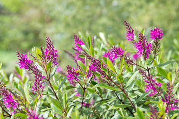 Fototapeta premium Close up of pink hebe flowers in bloom