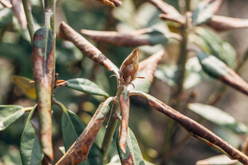 Rhododendron damaged by disease or burns in a spring garden