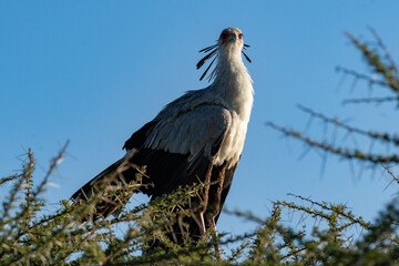 Majestic Secretary Bird Perched in Ngorongoro Crater