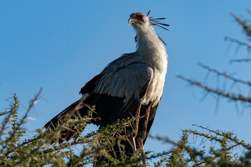 Majestic Secretary Bird Perched in Ngorongoro Crater