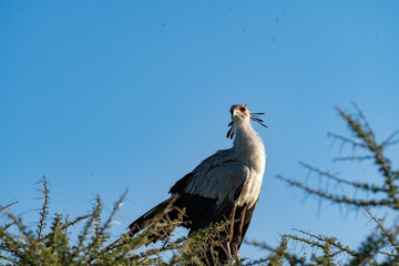 Majestic Secretary Bird Perched in Ngorongoro Crater