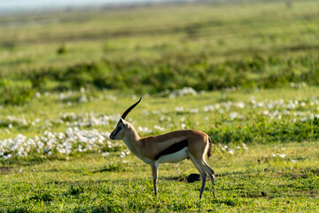 Graceful Thomson’s Gazelle in the Grasslands of Ngorongoro Crater