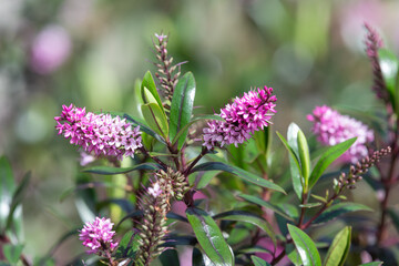 Close up of pink hebe flowers in bloom