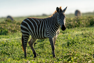 Zebra in Golden Light at Ngorongoro Crater