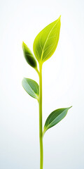 Fototapeta premium Little tree growth on white background 