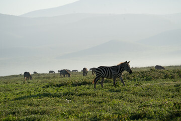 Zebras Grazing in the Misty Plains of Ngorongoro Crater