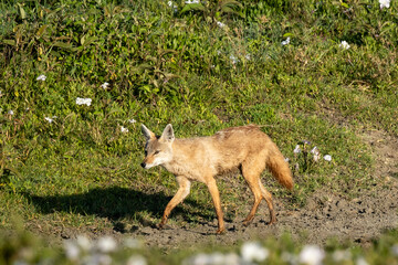 Black-backed Jackal Walking Through Ngorongoro Crater