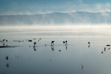 Flamingos and Waterbirds in the Misty Waters of Ngorongoro Crater
