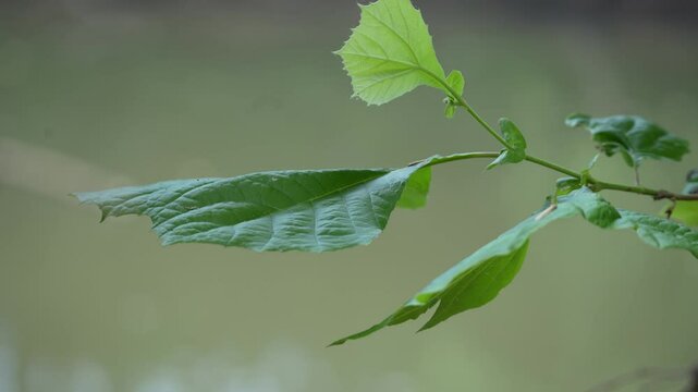 Closeup of foliage against a flowing river rolling focus and panning slowly