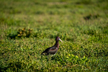 African Woolly-necked Stork in Ngorongoro Crater