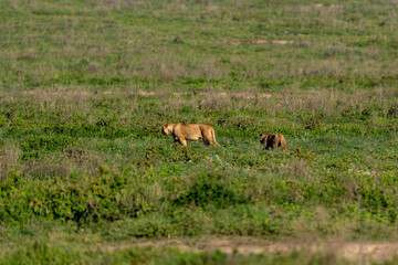 Two Lions Roaming the Grasslands of Ngorongoro Crater