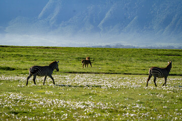 Zebras and Lions in the Grasslands of Ngorongoro Crater