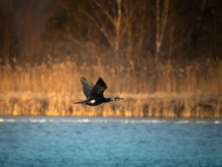 Kormoran lecący nad błękitną wodą © Piotr