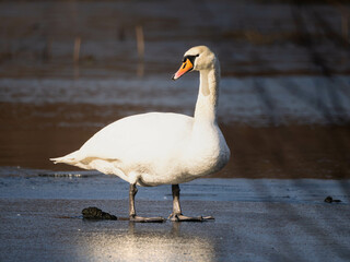 mute swan cygnus olor © Piotr