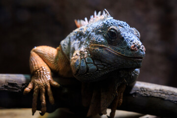Fototapeta premium イグアナ