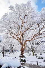 雪の日の圓光寺にて