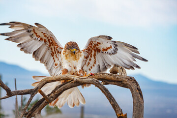 A Ferruginous Hawk reaches out with it's sharp talons to land on a branch.