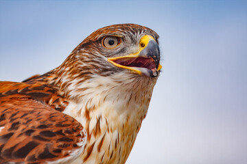 A close up of a Ferruginous Hawk' head with it's powerful eyesight and piercing beak looking for prey.