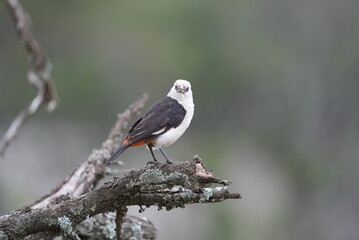 White-headed buffalo weaver bird