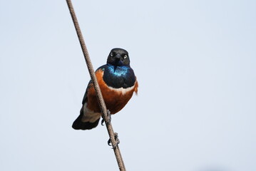 Superb starling