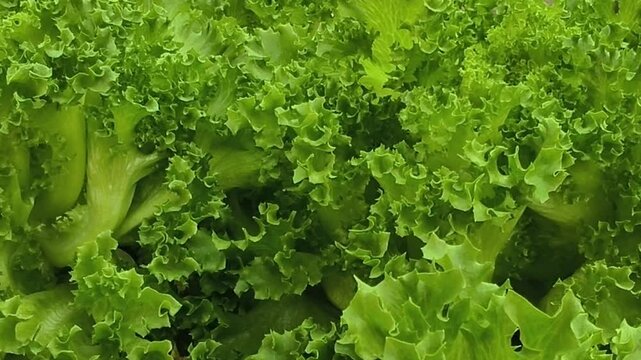 The soft green leaves are blooming.