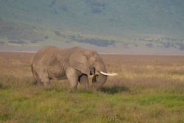 The African Elephant