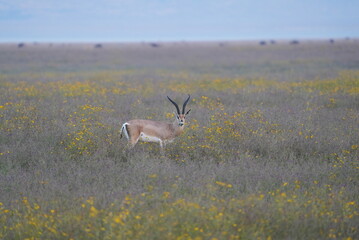 Gazelle