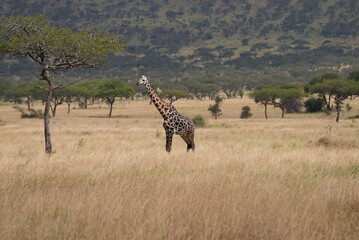 Giraffe in Africa